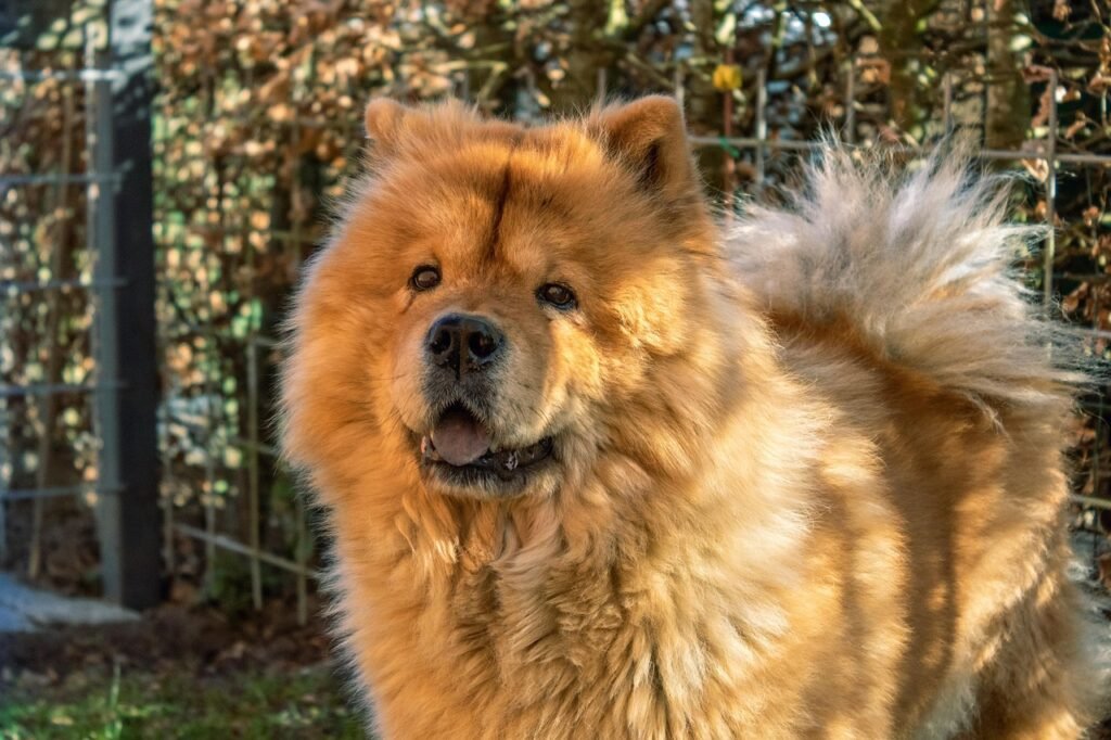 pets chow chow, chow, chow-chow, dog, pet, cute, majestic, animal, portrait, fluffy, furry, adorable