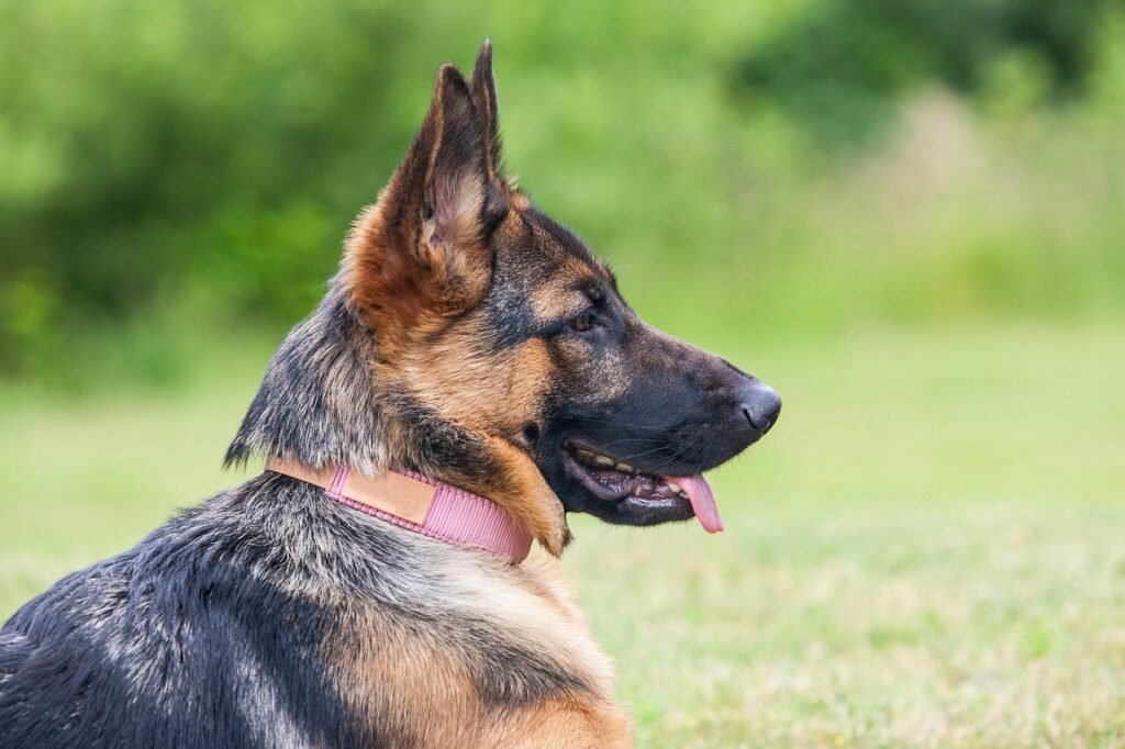 pets german shepherd, dog, pet, canine, shepherd, shepherd dog, nature, animal