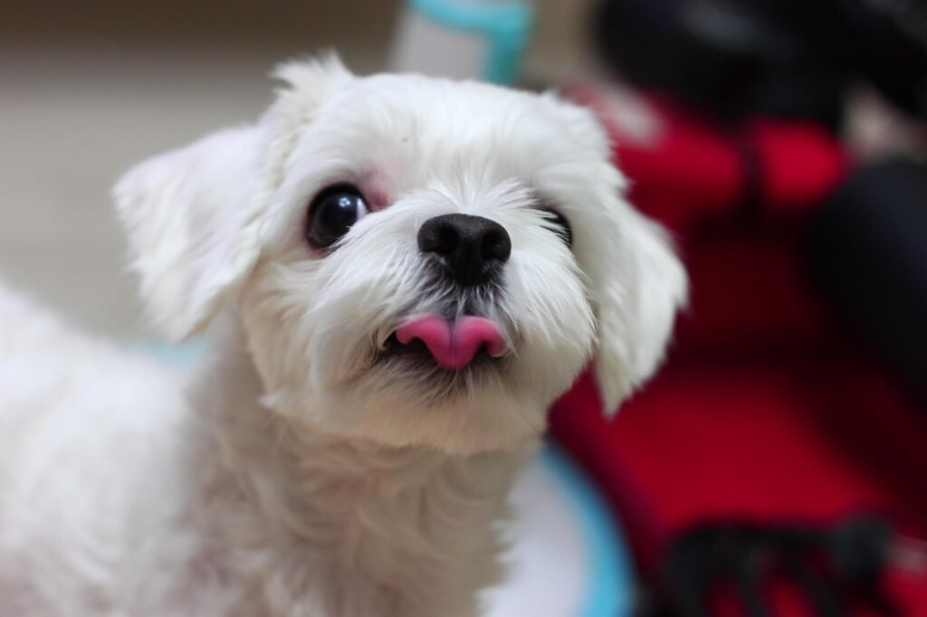 pets dog, puppy, pet, animal, cute, adorable, sweet, nature, maltese