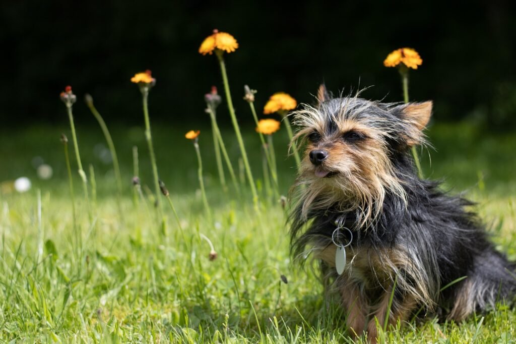 pets chihuahua yorkie mix, dog, pet, animal, domestic, nature, canine, mammal, chihuahua, chihuahua puppy, close up, cute