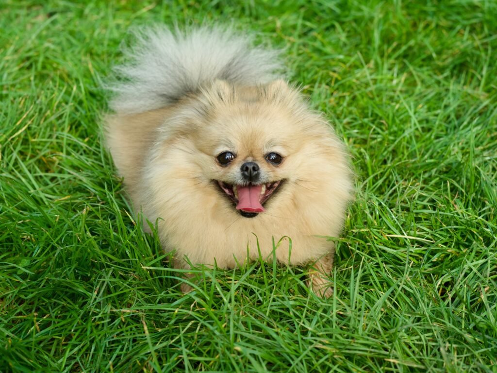 pets Adorable Pomeranian dog enjoying a day outdoors on fresh green grass.