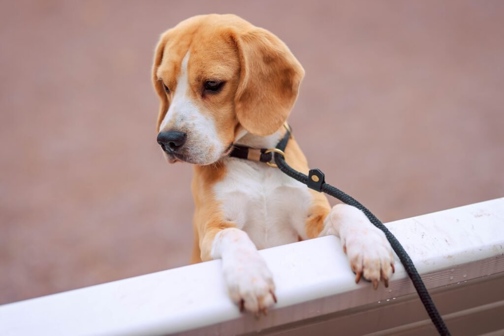 pets A curious beagle puppy with a leash looks over a barrier, showcasing its playful nature.