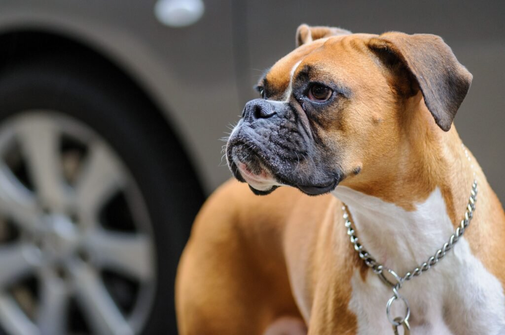 pets A focused close-up of a boxer dog against a blurred city background, highlighting its alert expression.