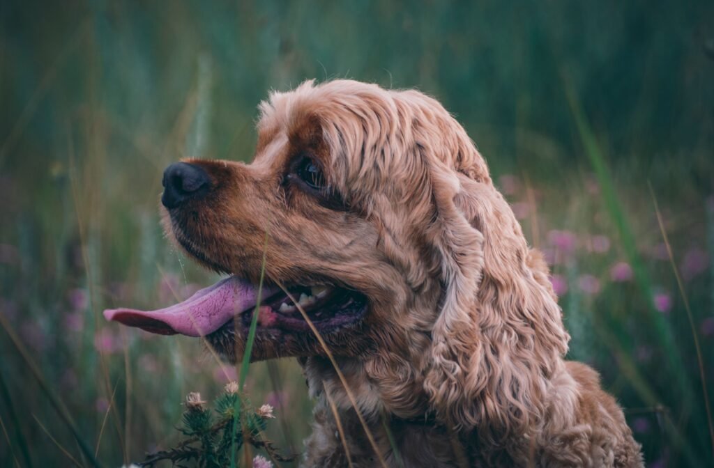 pets Cute Cocker Spaniel enjoying a summer day in a lush green field.