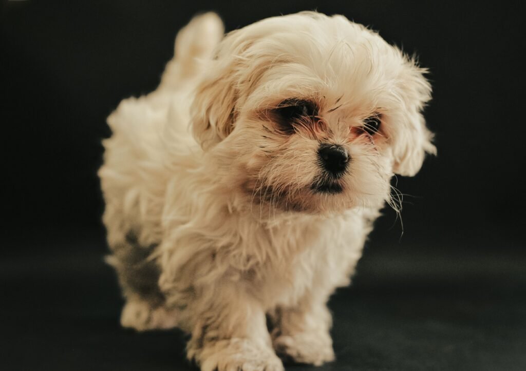pets Close-up of a cute Maltese puppy with fluffy white fur against a black background.