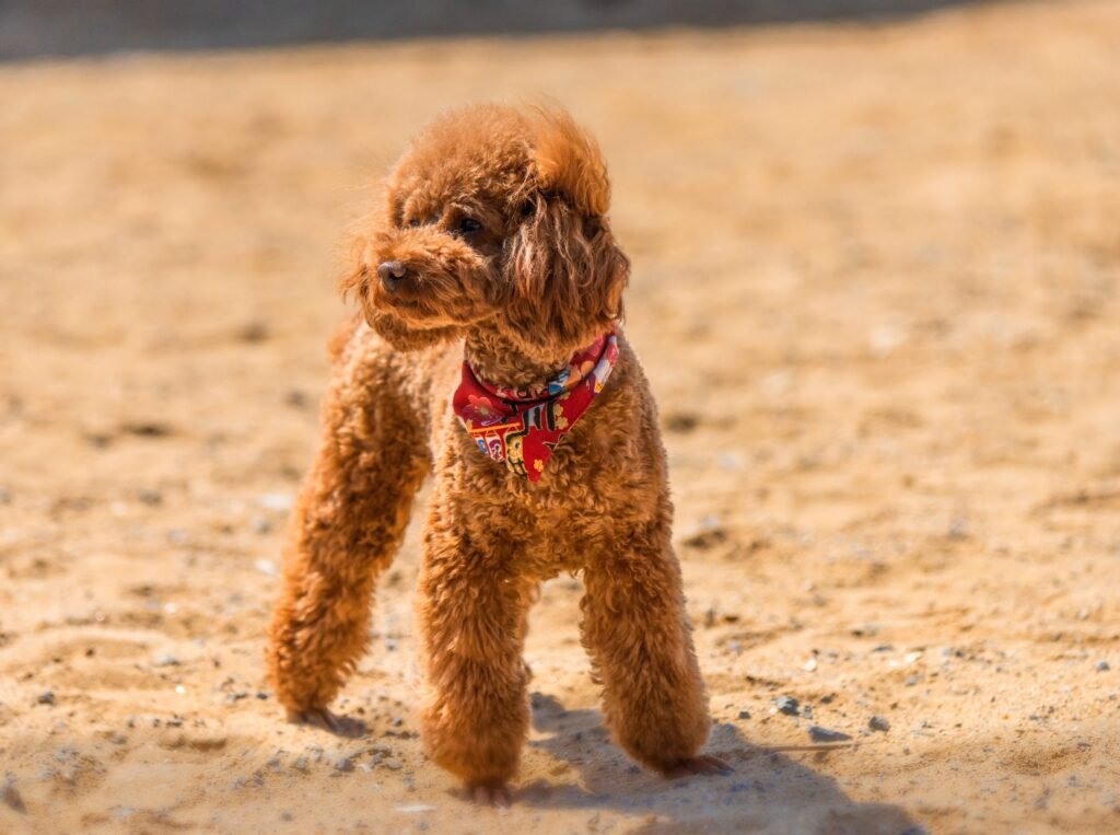 pets Cute brown poodle wearing a red bandana standing on sandy terrain, looking into the distance.