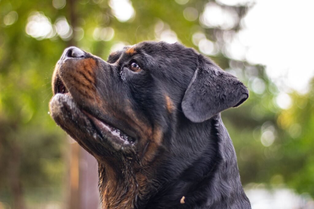 pets A close-up portrait of a Rottweiler dog with a blurred green background, showcasing loyalty.