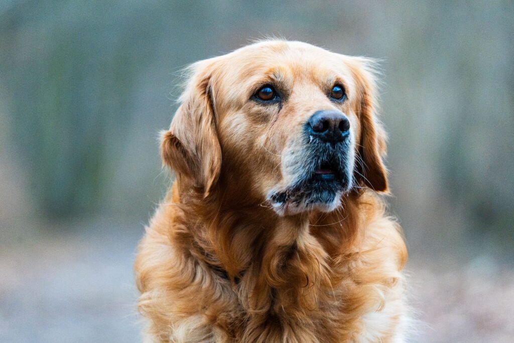 pets Close-up of a Golden Retriever looking attentively outdoors. Ideal for pet lovers and animal-themed projects.