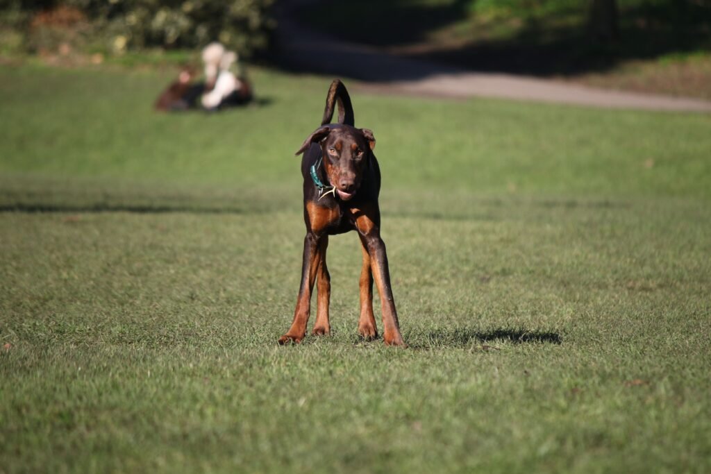 pets An attentive Doberman Pinscher standing alert on a grassy field in a park.