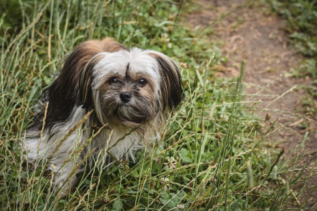 pets Adorable Shih Tzu dog exploring through tall grass outdoors, showcasing its fluffy coat.