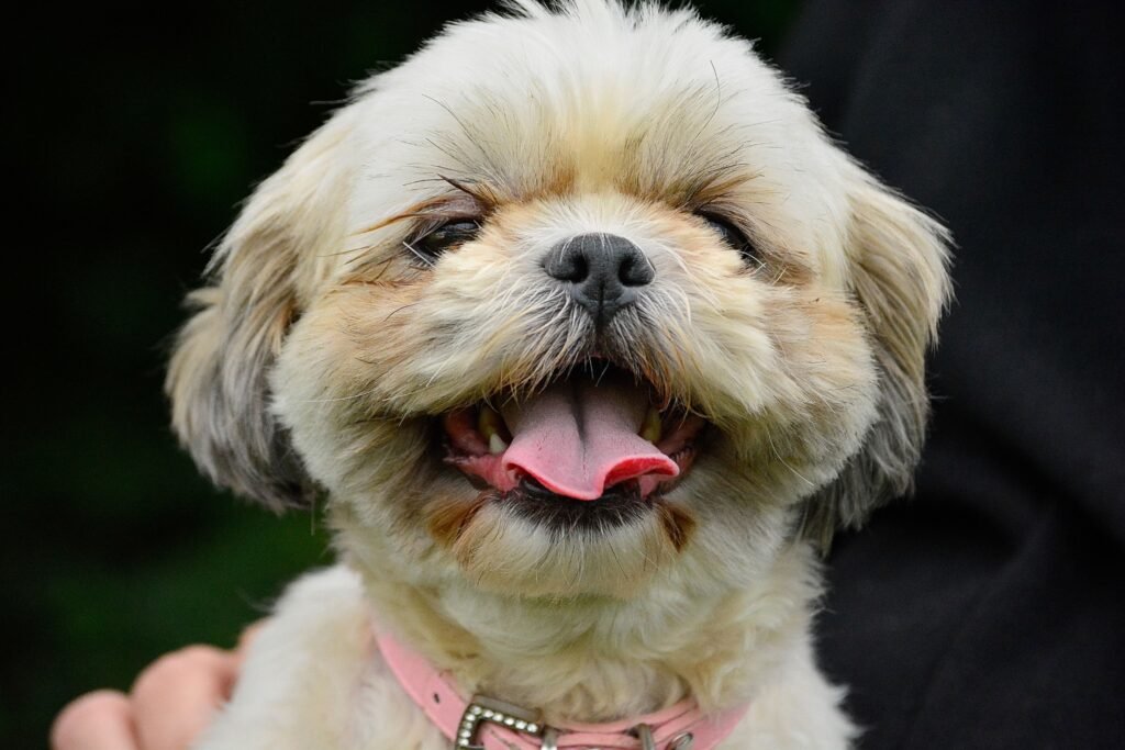 pets Close-up of a joyful Shih Tzu puppy wearing a pink collar outdoors.