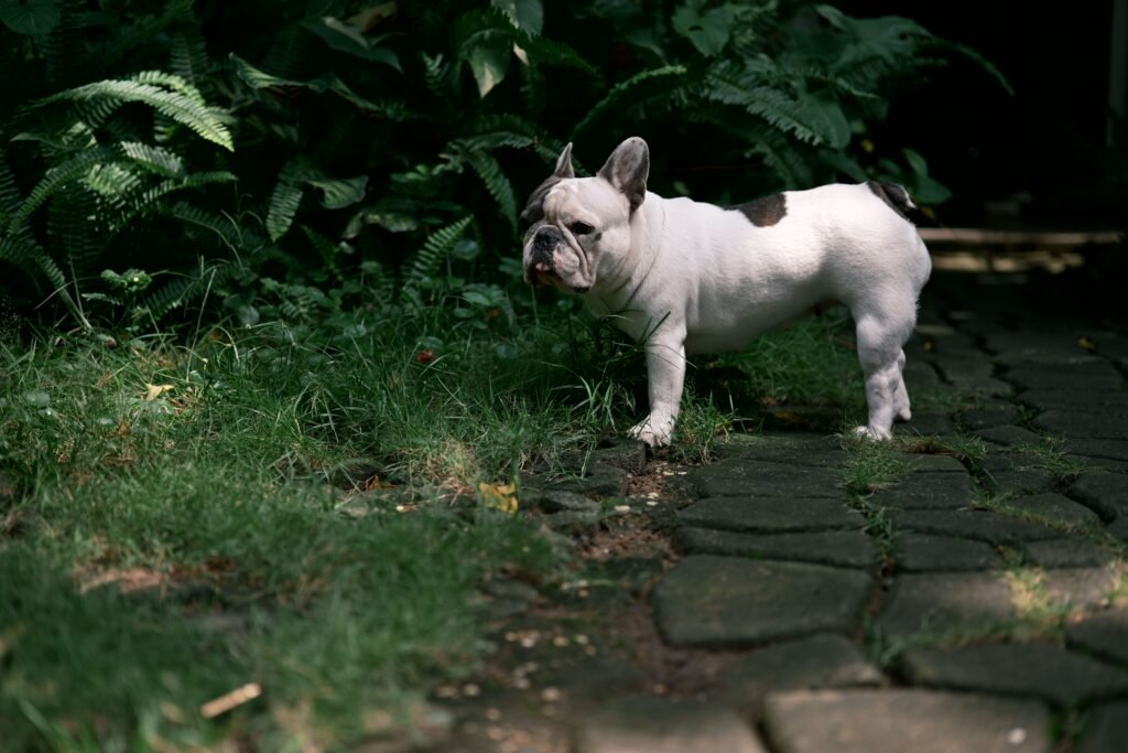pets French Bulldog in a garden setting, standing on a stone path surrounded by greenery.
