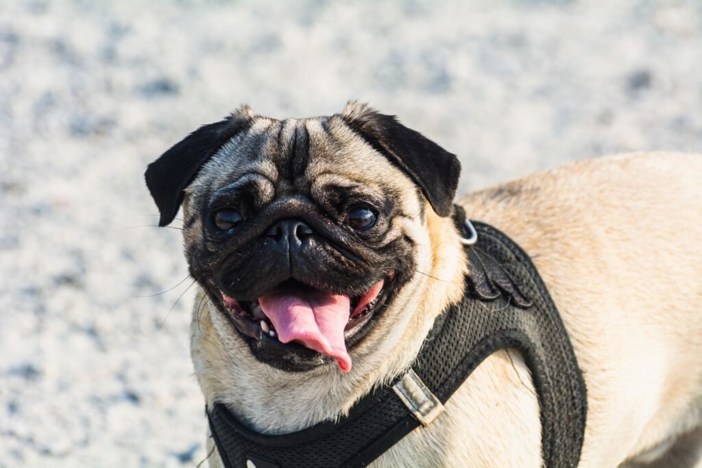 pets A cheerful pug dog wearing a harness outdoors, sticking out its tongue under the sun.