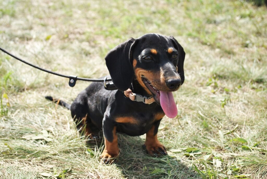 pets Cute Dachshund puppy sitting on grass, leash attached, enjoying a sunny day outdoors.