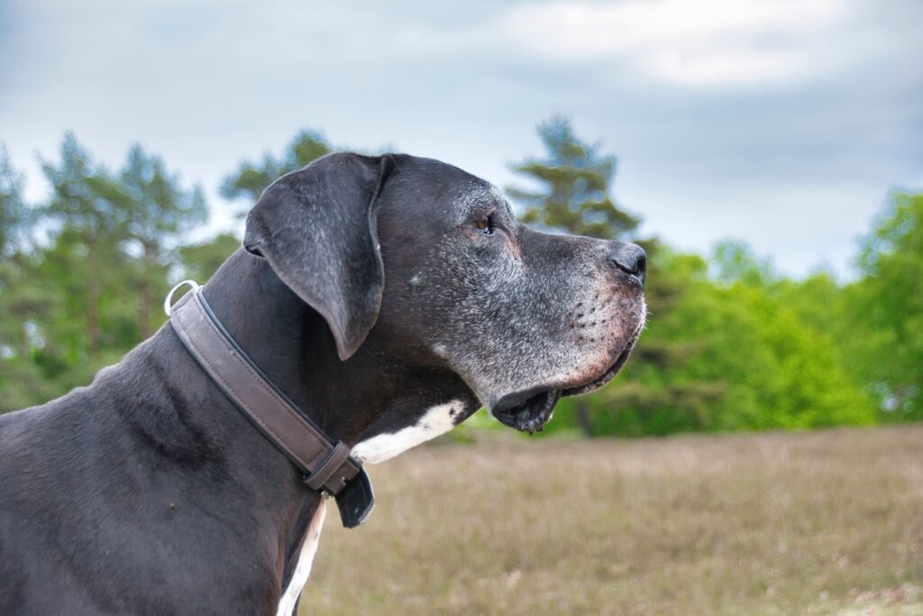 pets Side view of a Great Dane dog in a lush outdoor forest. Clear afternoon light.