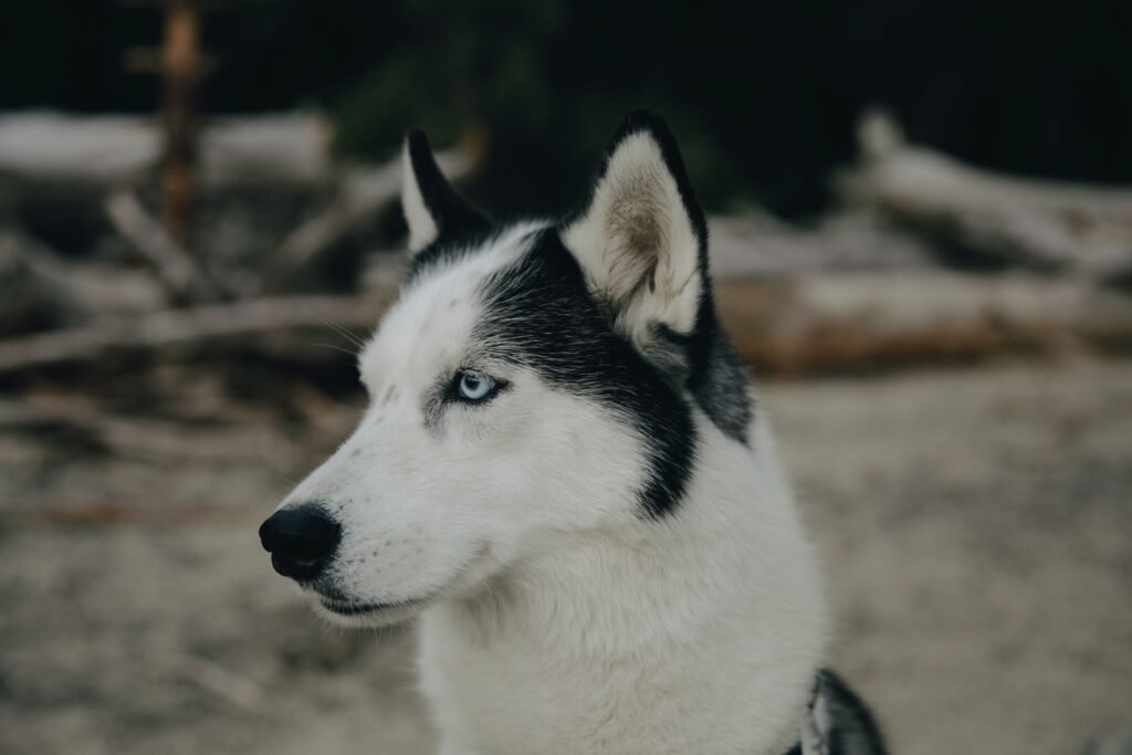 pets Close-up of a Siberian Husky with blue eyes, outdoors in natural surroundings.