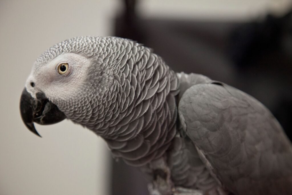 pets Detailed close-up of an African grey parrot showcasing its intricate feather patterns and curiosity.