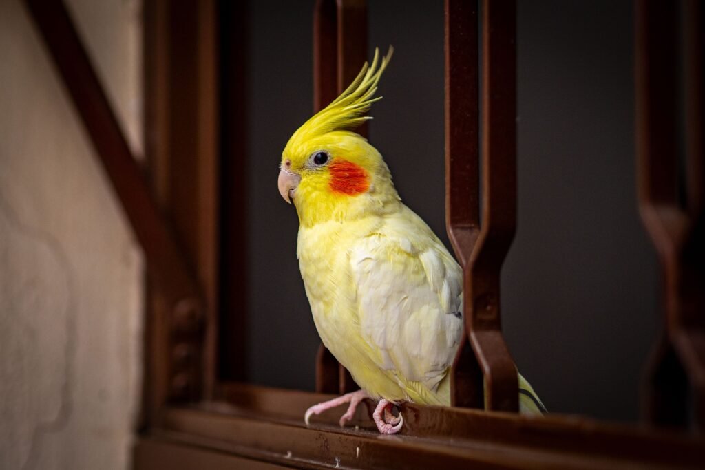 pets A vivid yellow cockatiel sits indoors against a contrasting dark backdrop.