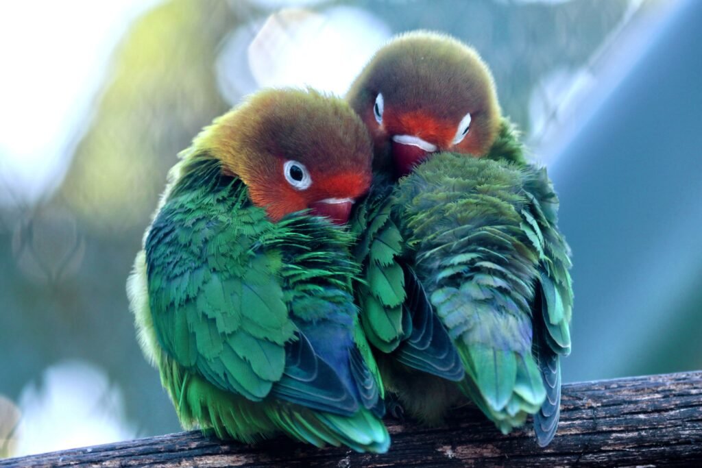 pets Two vibrant lovebirds cuddling on a branch, showcasing their vivid green and red plumage in natural light.