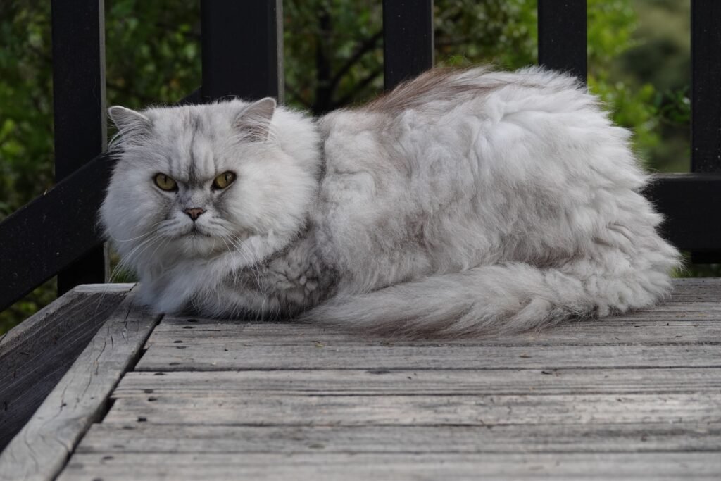 pets A fluffy Persian cat with grey fur lies on wooden decking outdoors.