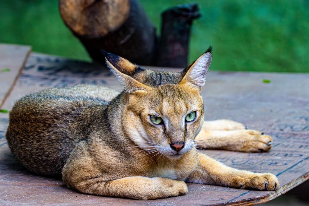 pets A stunning close-up photo of a caracal cat relaxing on a wooden surface outdoors.