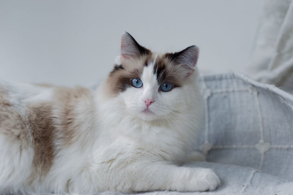 pets Charming Ragdoll cat with striking blue eyes lying on a cozy fabric couch indoors.