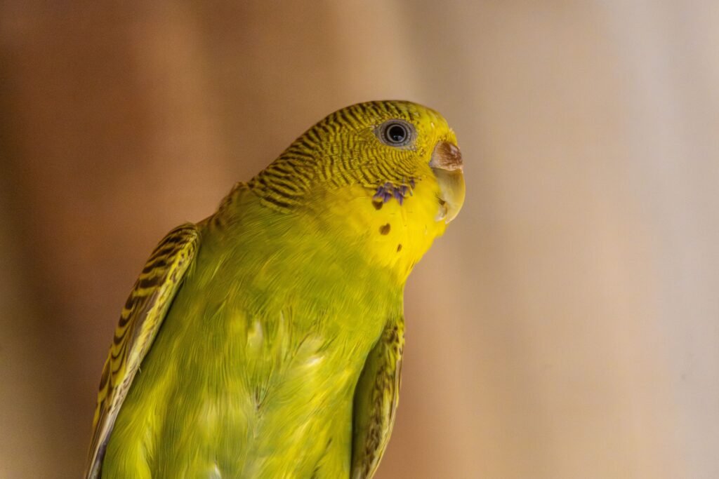 pets Close-up of a vibrant green budgerigar with a blurred background indoors.