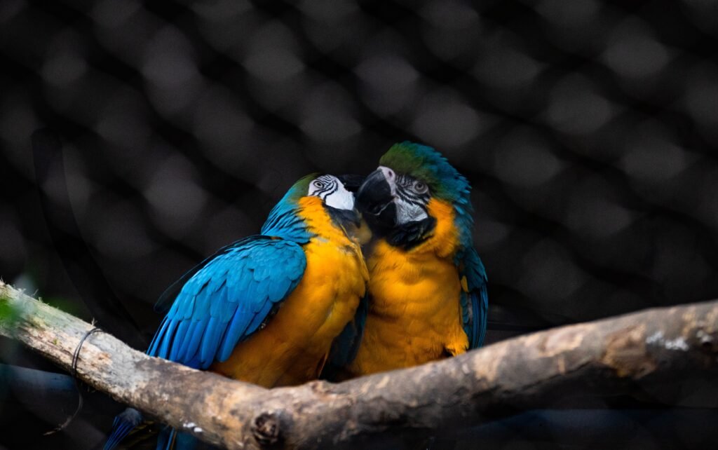 pets Two vibrant blue and yellow macaws perched on a branch, showcasing their colorful plumage.
