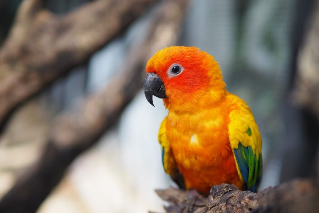 pets Brightly colored sun conure parrot perched on a tree branch, showcasing vivid feathers.