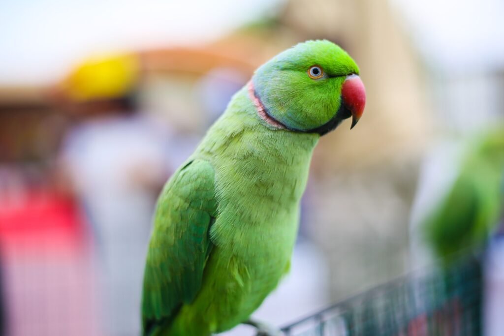 pets Vivid close-up of a green Indian Ringneck Parakeet perched outdoors in Dubai.
