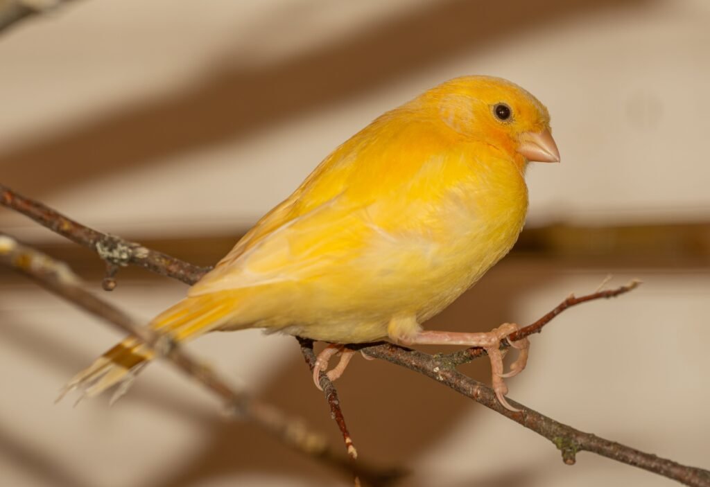 pets Close-up of a vibrant yellow canary perched on a branch indoors.