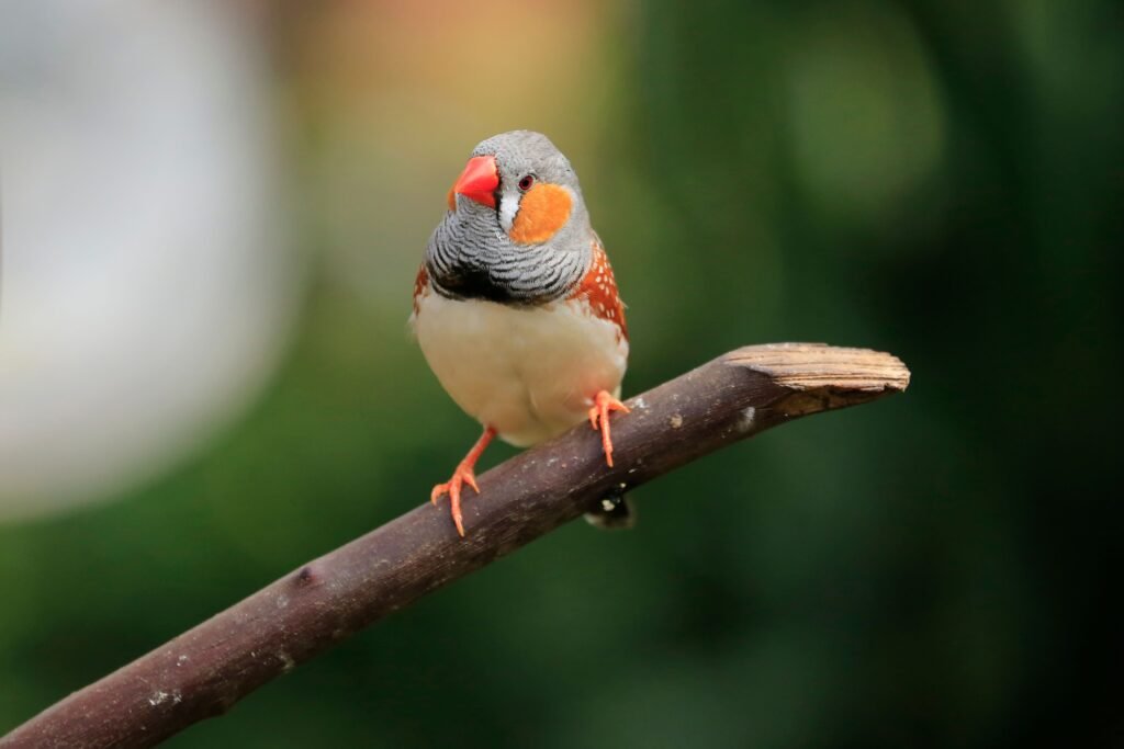 pets Close-up of an Australian zebra finch with vibrant plumage perched on a branch.